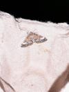Perizoma alchemillata