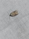 Acleris sparsana