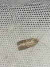 Spodoptera exigua