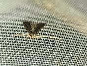 Homaloxestis briantiella