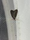 Homaloxestis briantiella