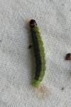 Tortrix viridana