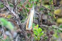 Catoptria margaritella