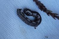 Ematurga atomaria