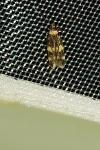 Oegoconia
