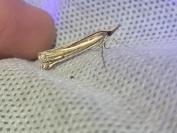 Ancylolomia tentaculella