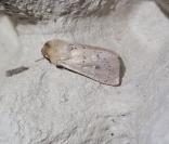 Mythimna ferrago