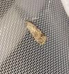 Cydia splendana