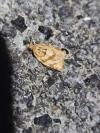 Adoxophyes orana