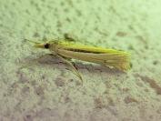 Ancylolomia tentaculella