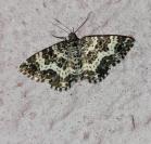 Epirrhoe tristata