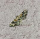 Eupithecia linariata