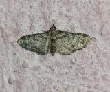 Gymnoscelis rufifasciata