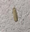 Limnaecia phragmitella