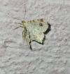 Macaria notata