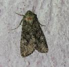 Mamestra brassicae