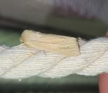 Mythimna pallens