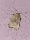 Noctua interjecta