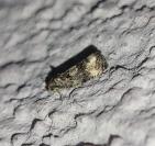 Endothenia gr. gentianaeana