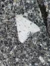 Acronicta leporina