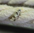 Eucosma campoliliana