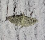 Alucita hexadactyla