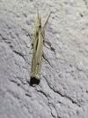 Ancylolomia tentaculella