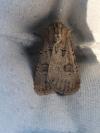 Agrotis bigramma