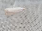 Calamotropha paludella