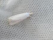 Calamotropha paludella