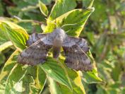 Laothoe populi
