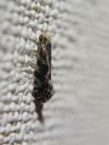 Nemapogon granellus