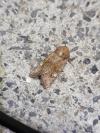 Amphipoea oculea