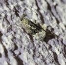 Apotomis betuletana