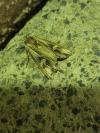 Actinotia polyodon