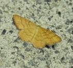 Idaea serpentata