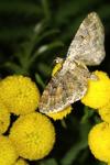 Eupithecia icterata
