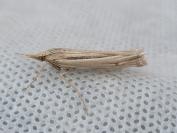 Ancylolomia tentaculella