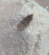 Anacampsis blattariella/populella