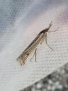 Ancylolomia tentaculella
