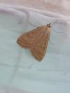 Sitochroa verticalis