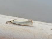 Crambus perlellus