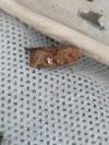 Amphipoea oculea