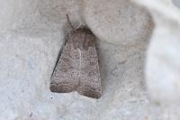 Hoplodrina ambigua/blanda