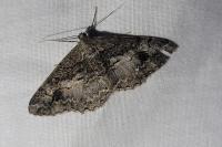 Alcis deversata