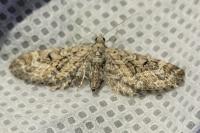Eupithecia nanata