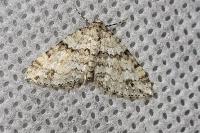 Mesotype didymata