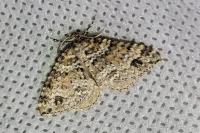 Mesotype didymata