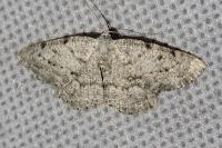 Yezognophos dilucidaria