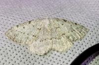 Yezognophos dilucidaria